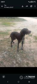 Bracco Pointer