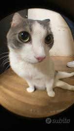 Nemo gatto biancogrigio adozione del cuore 