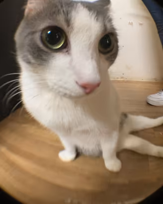 Nemo gatto biancogrigio adozione del cuore 