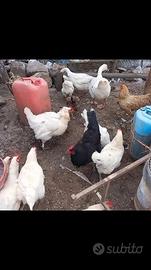 Ultime 15 galline ibridi ovaiole 2galli e 1 gallo