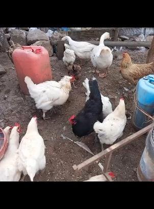 Ultime 15 galline ibridi ovaiole 2galli e 1 gallo