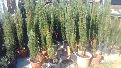 Cipressi Sequoia  Gigante  Glicine ad alberello