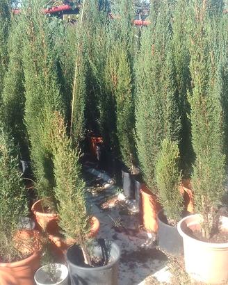 Cipressi Sequoia  Gigante  Glicine ad alberello