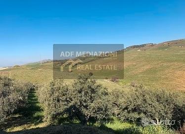 Uliveto contrada Petulenti