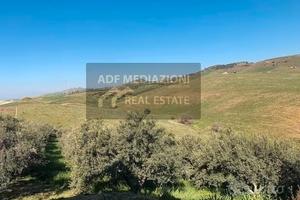 Uliveto contrada Petulenti