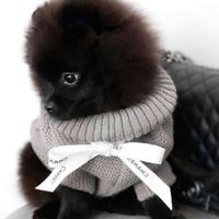 VOLPINO - VOLPINI SPITZ di POMERANIA NERI CUCCIOLI