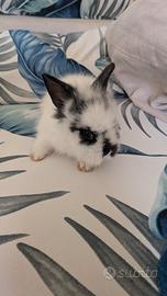 Cucciolo coniglio bianco e nero