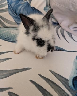 Cucciolo coniglio bianco e nero