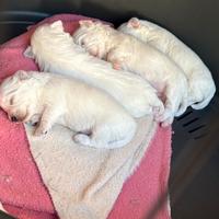 Cuccioli maltesi puri