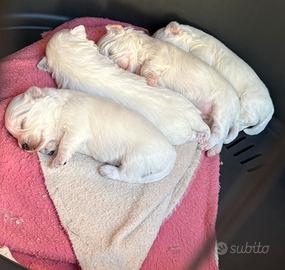 Cuccioli maltesi puri