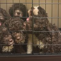 Cucciolata di Lagotto Romagnolo