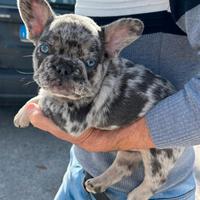 Monta bulldog francese blu merle