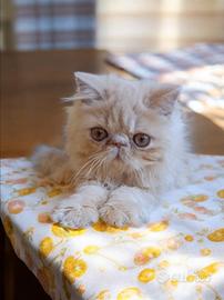 Gatto persiano