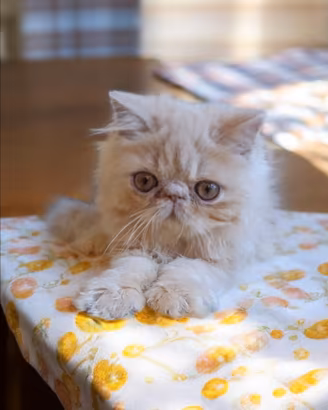 Gatto persiano