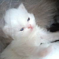 Gatti persiani