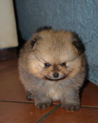 Cuccioli Pomerania spitz nano pedigree
