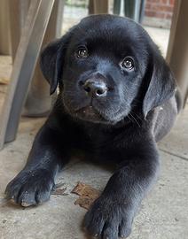 Labrador cucciolo