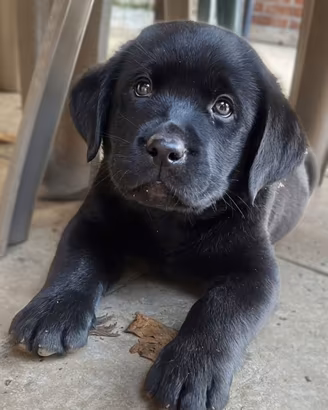 Labrador cucciolo