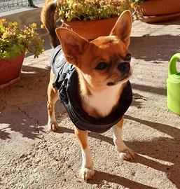 Chihuahua maschio per accoppiamento