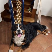 Letto singolo pieghevole, rete doghe + materasso