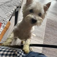 West highland white terrier