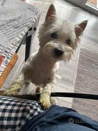 West highland white terrier
