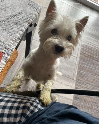 West highland white terrier