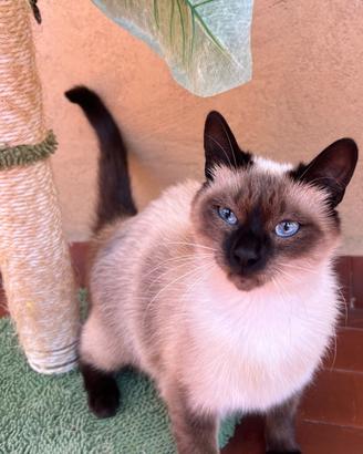 Gatta siamese