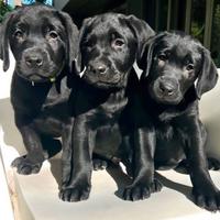 Labrador con Pedigree