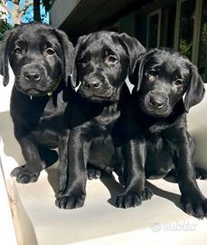 Labrador con Pedigree