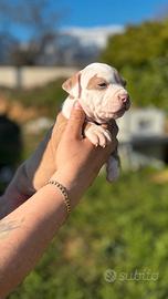 Cucciola American Pitbull Terrier silver con pedig