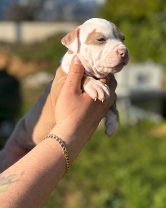 Cucciola American Pitbull Terrier silver con pedig