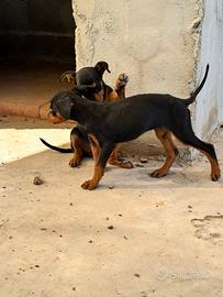Disponibile cucciolo di dobermann femmine