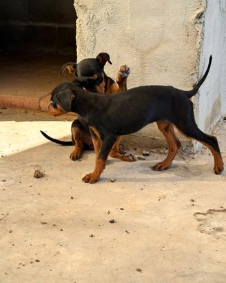 Disponibile cucciolo di dobermann femmine