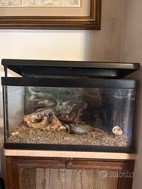 Acquario