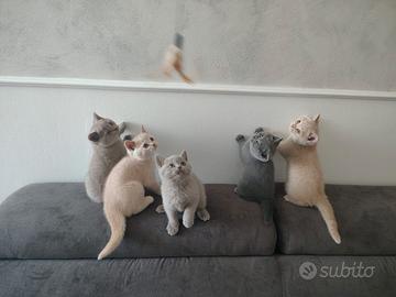 Cuccioli British Shorthair