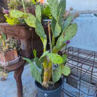 pianta cactus in fiore