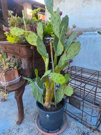 pianta cactus in fiore