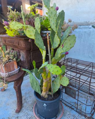 pianta cactus in fiore