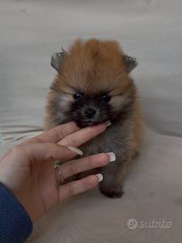 Ultimo mini pomerania