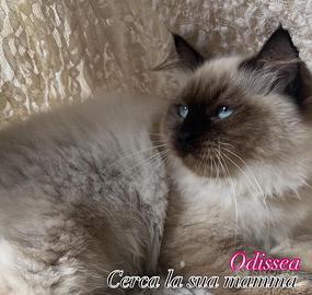 Gattina Siberiana ipoallergenica Odissea