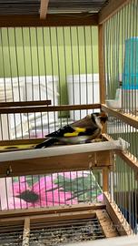 Cardellini
