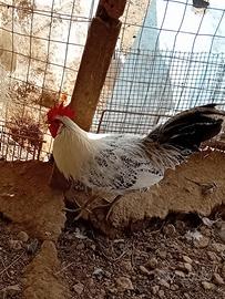 Gallo romagnolo