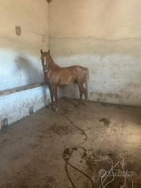 Puledro arabo 3 anni