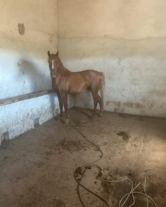 Puledro arabo 3 anni