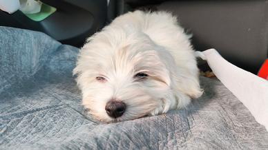 Cucciolo maltese