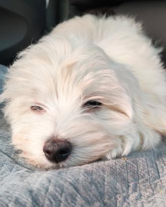Cucciolo maltese