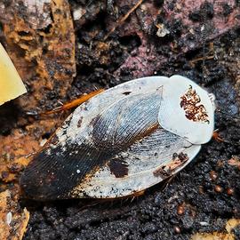 Blatta cromata - Chrome Roach (Gyna Caffrorum)