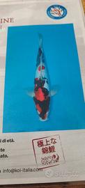 Koi giapponei