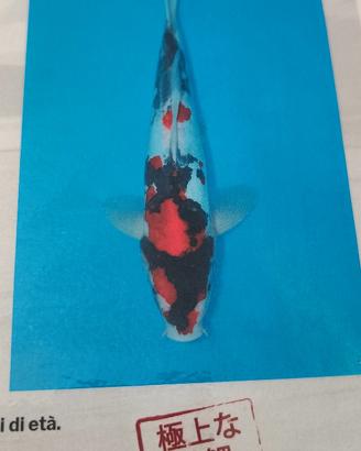 Koi giapponei